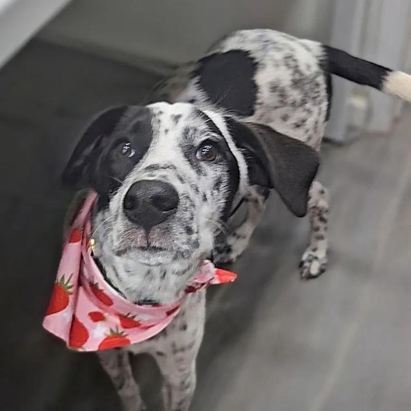 Marley Mae thumbnail 5