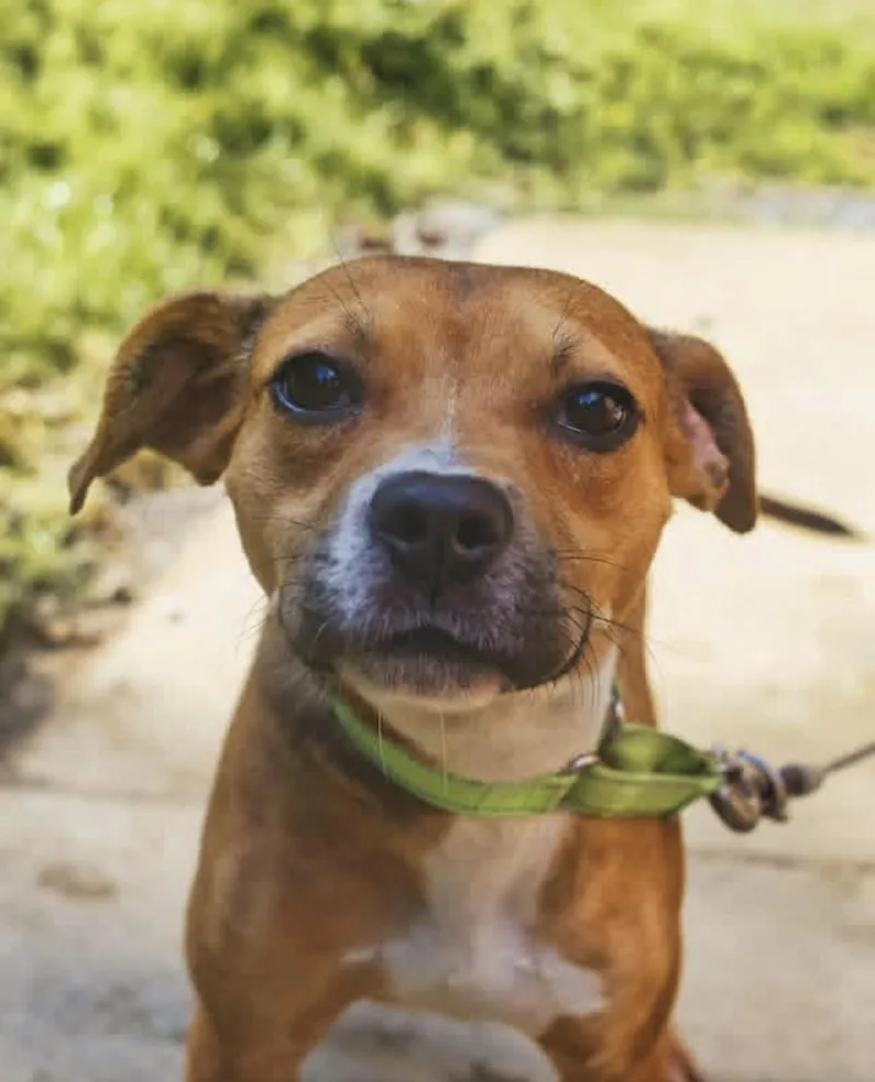 An adult small-sized female Brown / Chocolate Boxer dog named Miracle for adoption in Grafton, WV