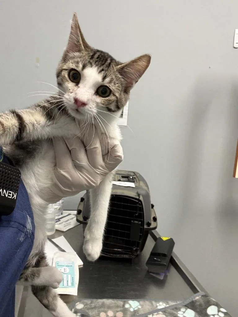 A baby small-sized female Domestic Medium Hair cat named Franklin for adoption in Bloomington, IN