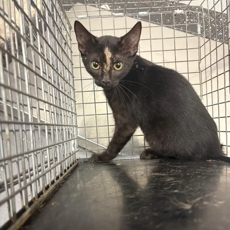 A baby small-sized female Black Domestic Short Hair cat named Fractious Scarface for adoption in Columbiana, AL