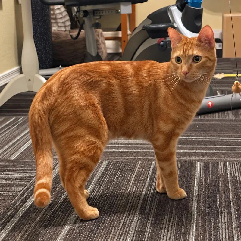 A young medium-sized male Domestic Short Hair cat named Bonzai Beach for adoption in Chandler, AZ