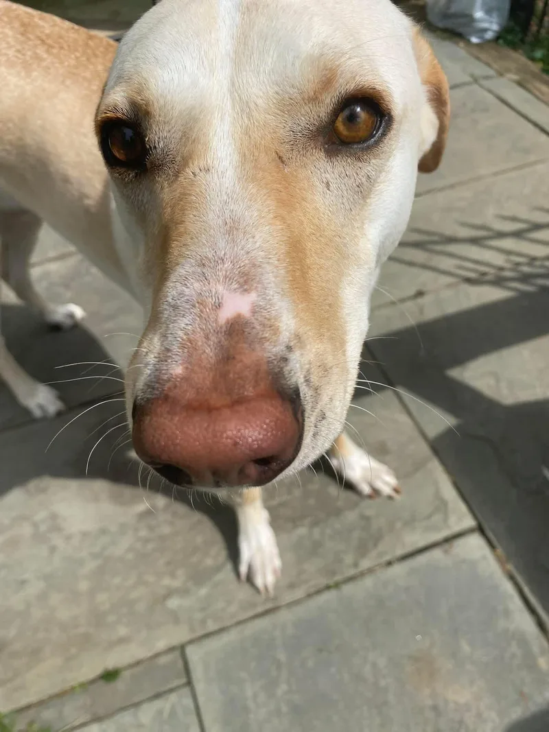 A young medium-sized female Yellow Labrador Retriever dog named Valley for adoption in Woodbury, NJ