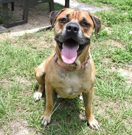 An adult large-sized male Golden Boxer dog named Scooby for adoption in Inverness, FL