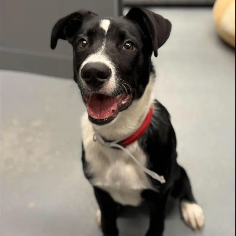 A baby medium-sized male Border Collie dog named Buddy for adoption in Tacoma, WA