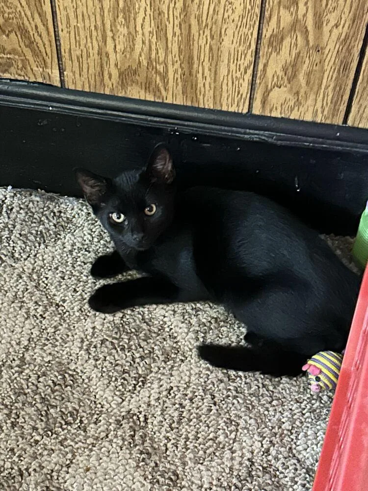 A baby medium-sized male Black Domestic Short Hair cat named Garrett for adoption in Milltown, NJ
