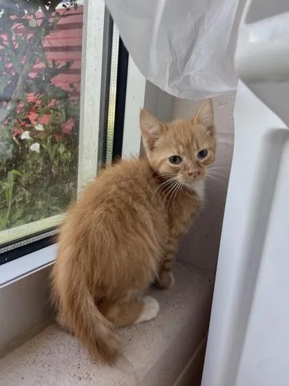 A young small-sized male Domestic Short Hair cat named Chucky for adoption in Columbus, IN