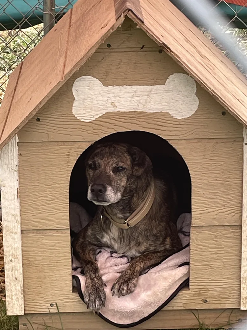 An adult medium-sized male Wirehaired Terrier dog named Camo for adoption in Salem, OH