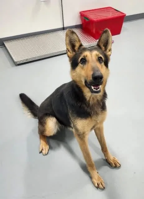 An adult medium-sized female German Shepherd Dog dog named Angel for adoption in Springhill, LA