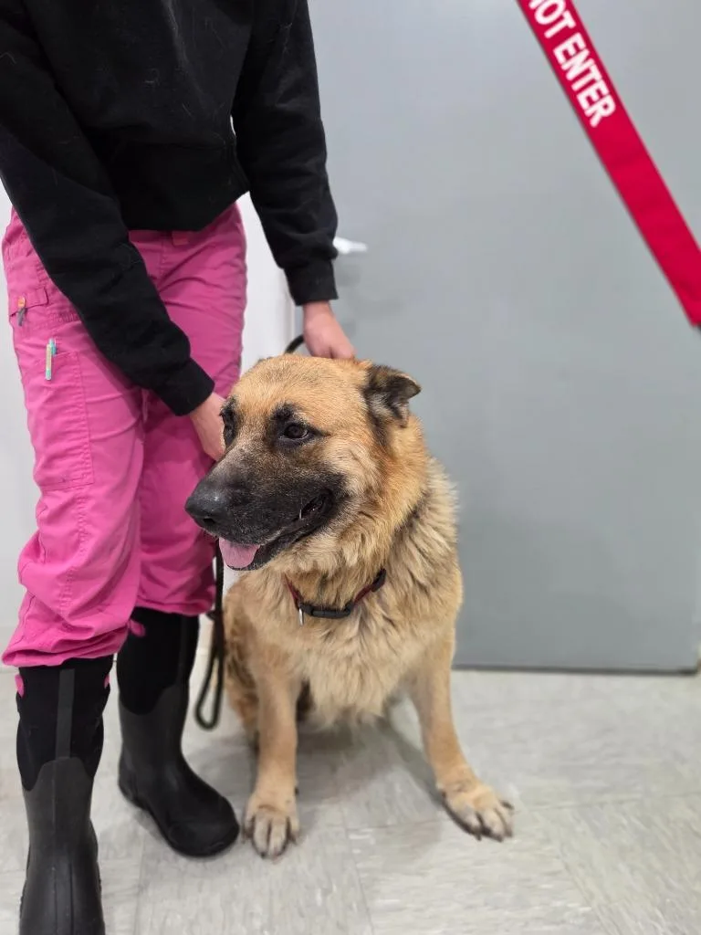 A senior extra large-sized female German Shepherd Dog dog named Betty for adoption in Brookings, OR
