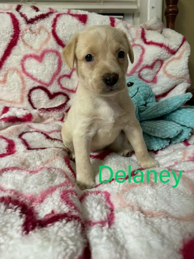 A young large-sized female Labrador Retriever dog named Delaney for adoption in Pomfret Center, CT