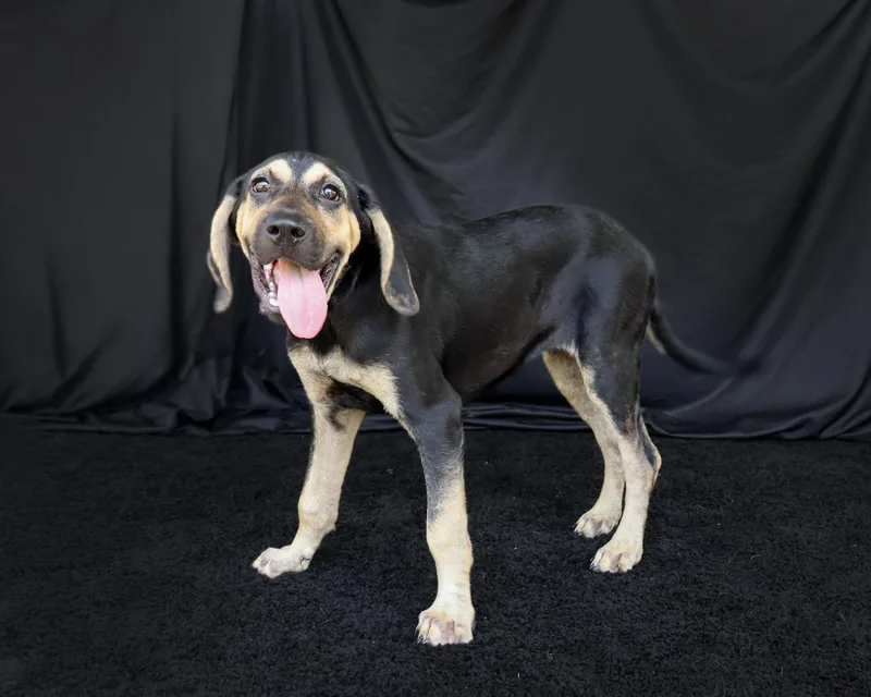 A baby medium-sized female Hound dog named Daisy for adoption in Ocean Springs, MS