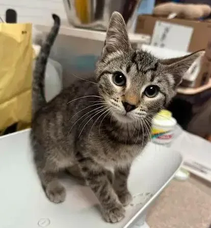 A baby small-sized female Brown / Chocolate Domestic Short Hair cat named Remi for adoption in Woodbridge, VA