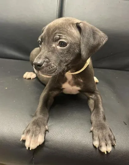 A young medium-sized male Labrador Retriever dog named Lord John Sterling for adoption in Lawrenceville, GA