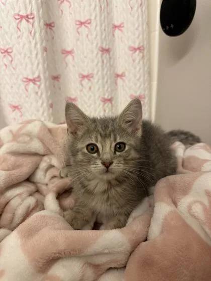 A young small-sized female Domestic Short Hair cat named Dust Pan for adoption in Lafayette, IN