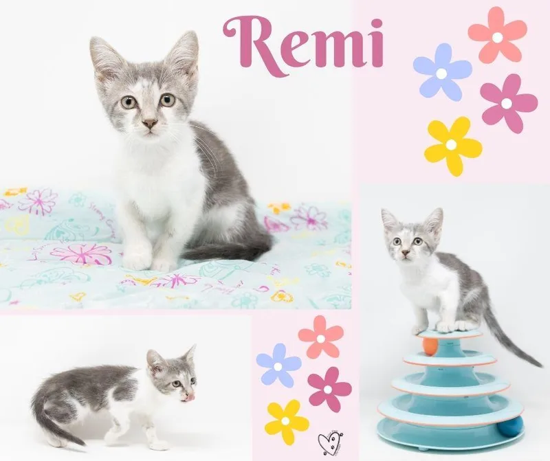 Remi thumbnail 4