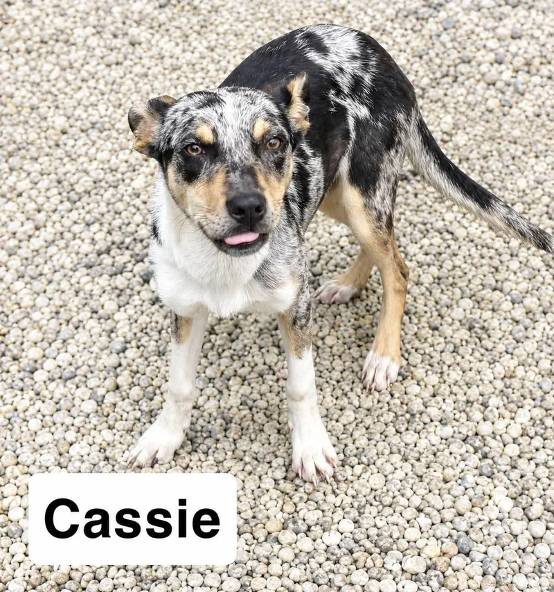 A baby medium-sized female Hound dog named Cassie for adoption in Manchester, CT