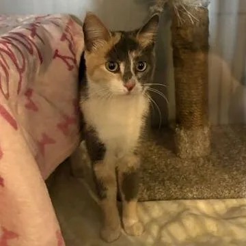 An adult small-sized female Calico Domestic Short Hair cat named Music for adoption in Driggs, ID