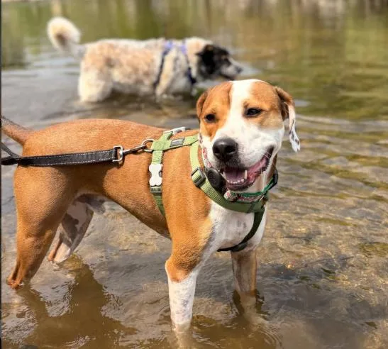 An adult large-sized male Hound dog named Otis for adoption in Aurora, CO