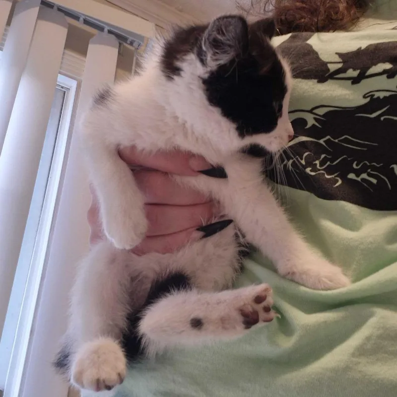 A baby small-sized female White Domestic Short Hair cat named Mags for adoption in Oak Hill, WV