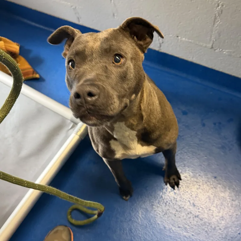 An adult medium-sized female Gray / Blue / Silver Terrier dog named Valerie for adoption in Lancaster, SC