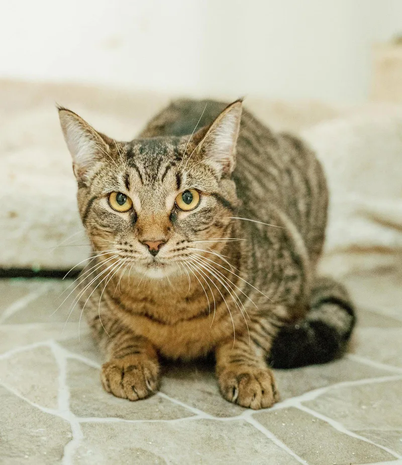 A young medium-sized male Domestic Short Hair cat named Bandit for adoption in Attalla, AL