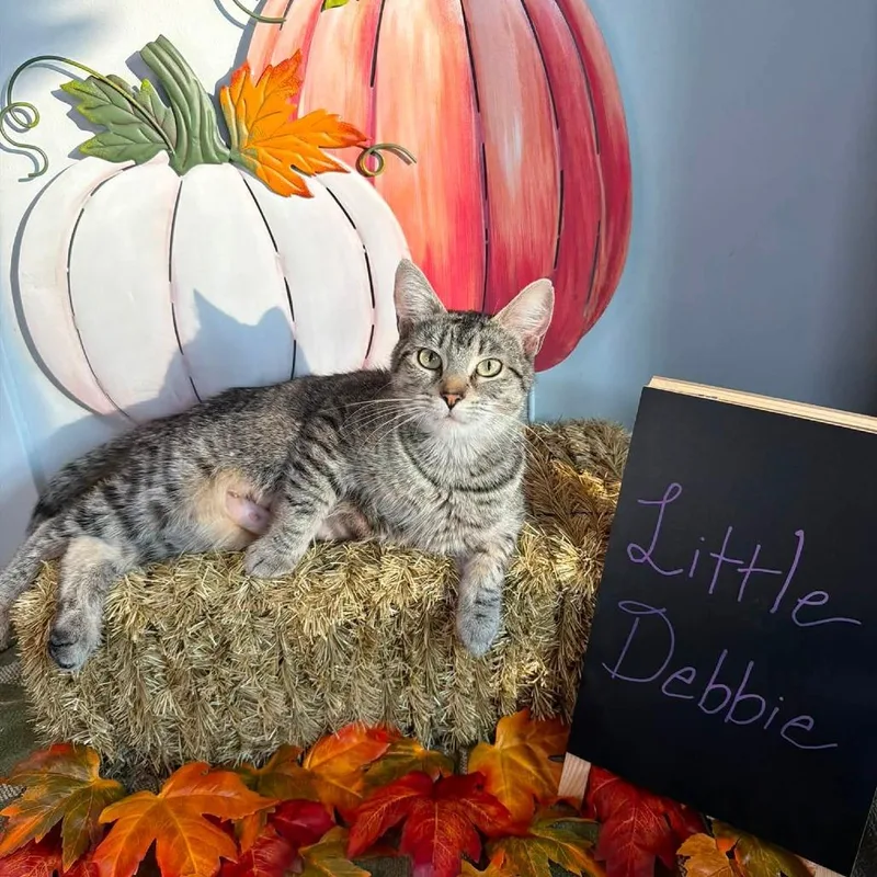 A young small-sized female Brown / Chocolate Domestic Short Hair cat named Little Debbie for adoption in Carmel, IN