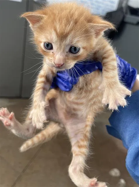 A baby medium-sized male Domestic Short Hair cat named Freckles for adoption in Dallas, TX