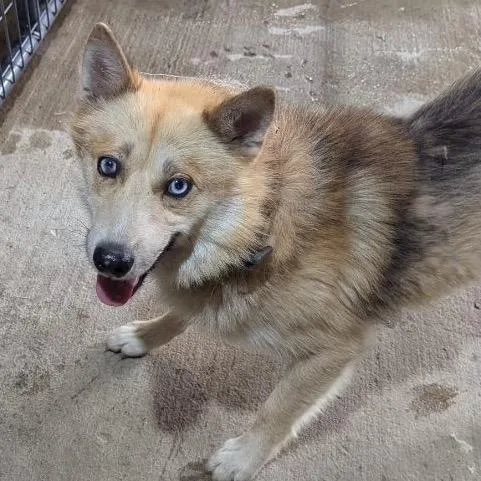 Kato