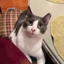 An adult medium-sized male Gray & White Domestic Short Hair cat named Otis for adoption in Bolingbrook, IL