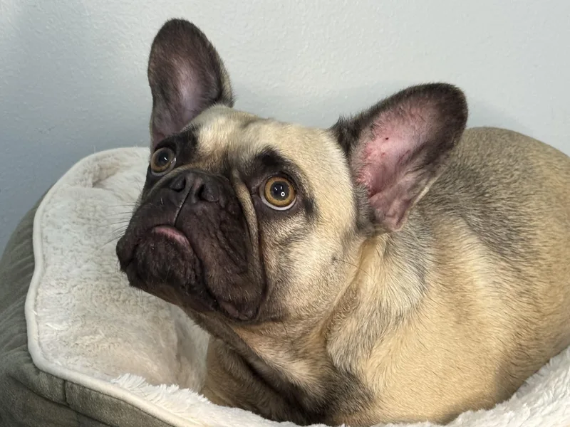 An adult medium-sized female Yellow / Tan / Blond / Fawn French Bulldog dog named Penelope for adoption in Meherrin, VA