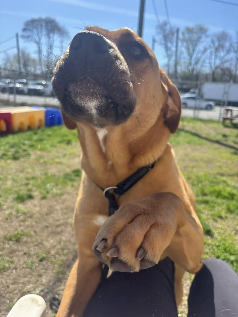 A baby large-sized female Brown / Chocolate Mastiff dog named Lily for adoption in Clayton, NJ