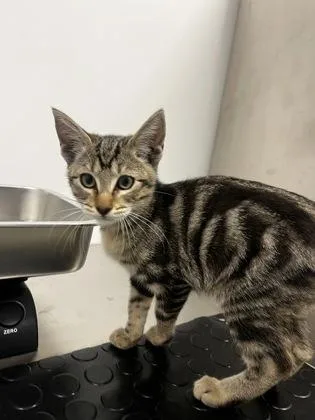 A young small-sized male Domestic Short Hair cat named Sorbet for adoption in Roseville, CA