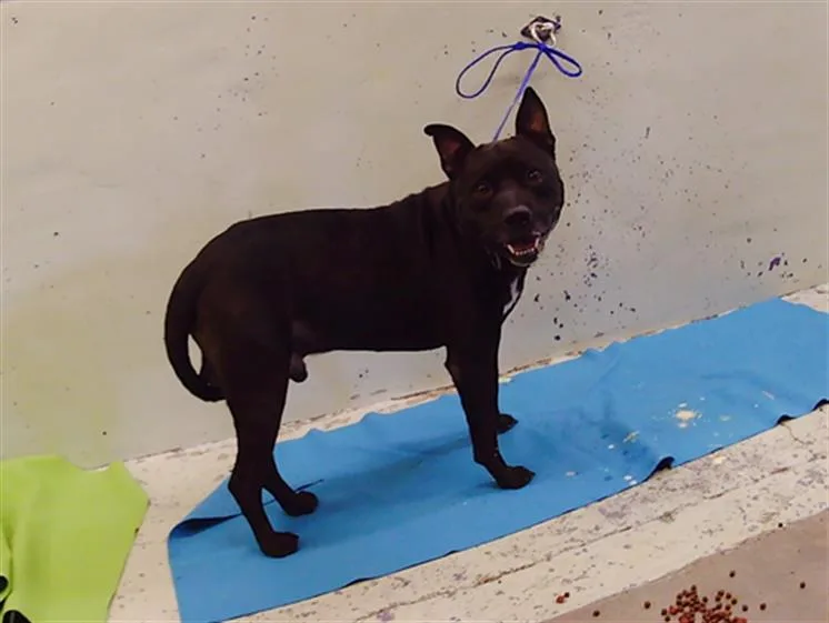An adult medium-sized male Staffordshire Bull Terrier dog named Blue for adoption in Houston, TX