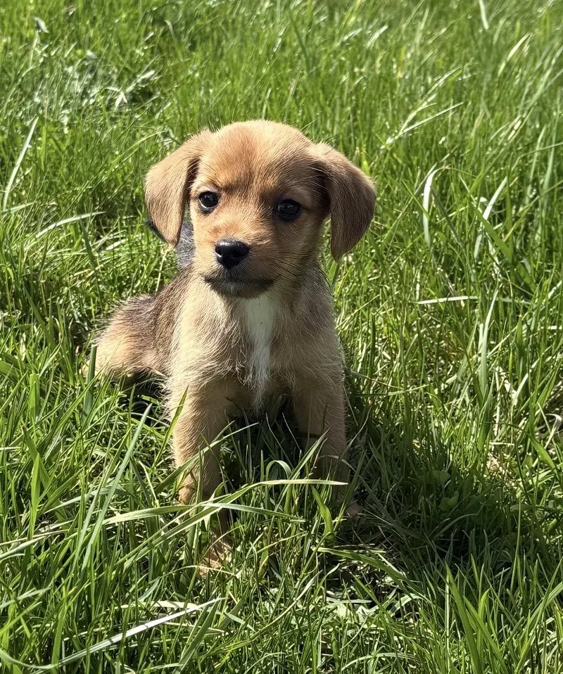 A baby small-sized female Cairn Terrier dog named Gracie for adoption in Iron Ridge, WI