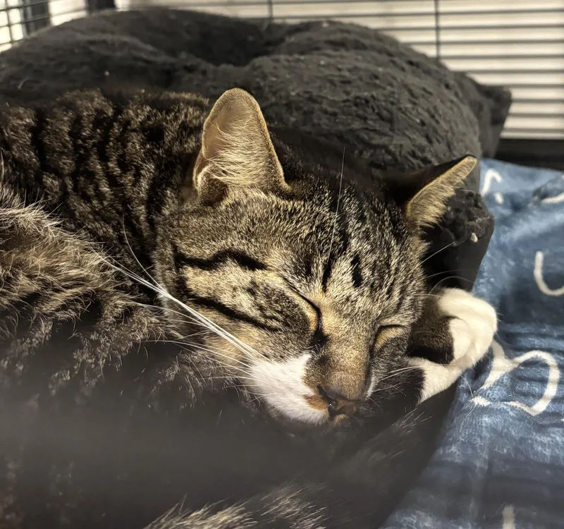 An adult large-sized male Domestic Short Hair cat named Philly for adoption in York, PA