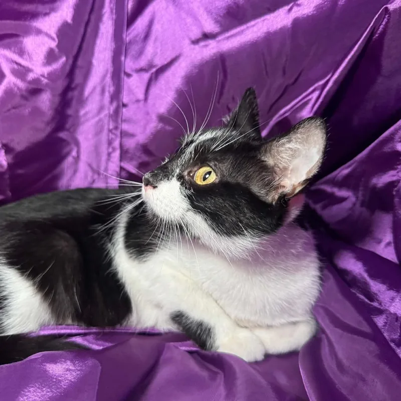 An adult medium-sized female Black Domestic Short Hair cat named Patch oodles for adoption in Eaton Rapids, MI