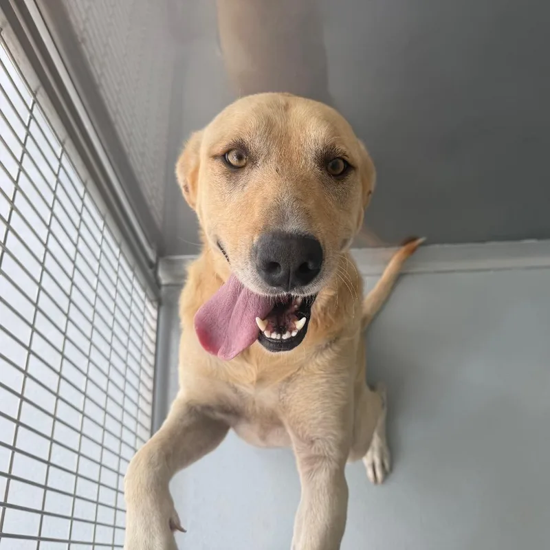 An adult large-sized female Yellow / Tan / Blond / Fawn Labrador Retriever dog named Bingo for adoption in Bradenton, FL