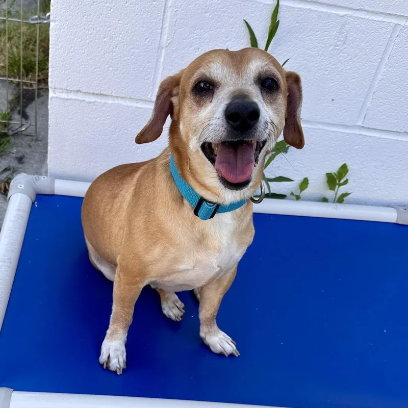 An adult small-sized male Yellow / Tan / Blond / Fawn Chihuahua dog named Joy for adoption in Chesapeake, VA