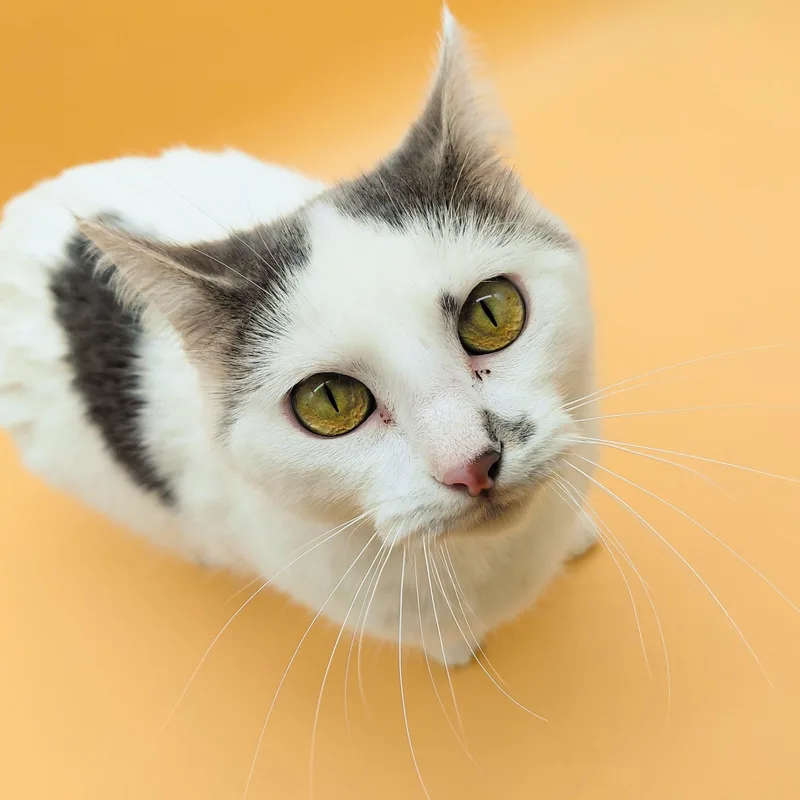 An adult medium-sized female Gray / Blue / Silver Domestic Short Hair cat named Avon for adoption in Springfield, MO