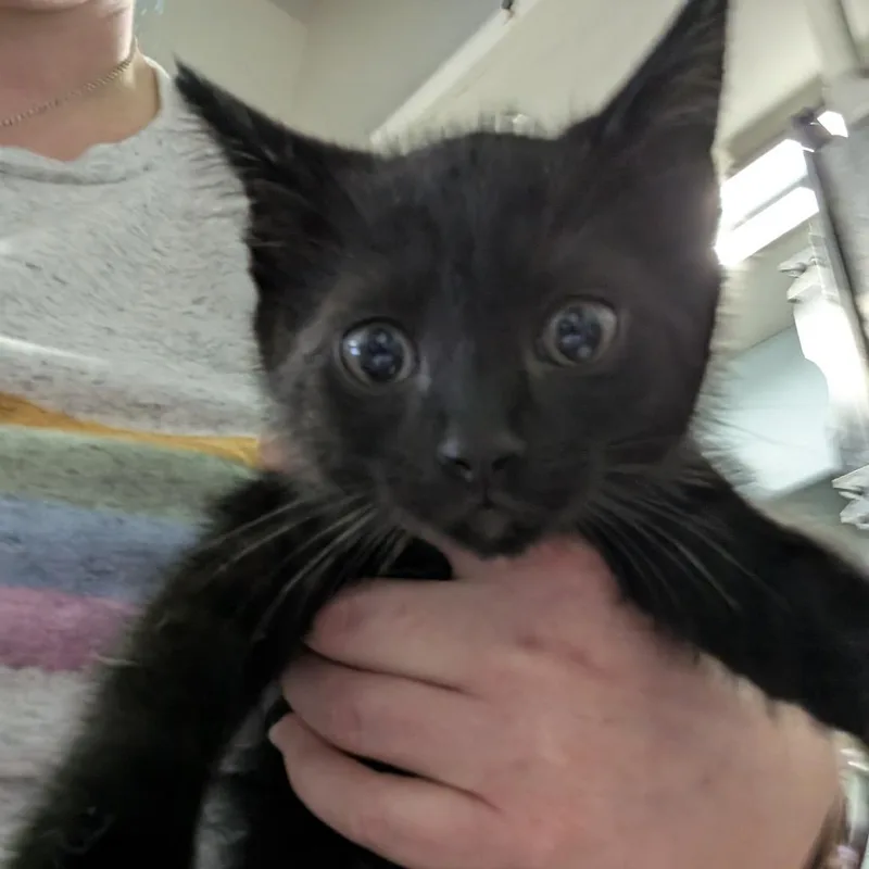A baby small-sized male Black Domestic Short Hair cat named HiJack for adoption in Columbia, MO