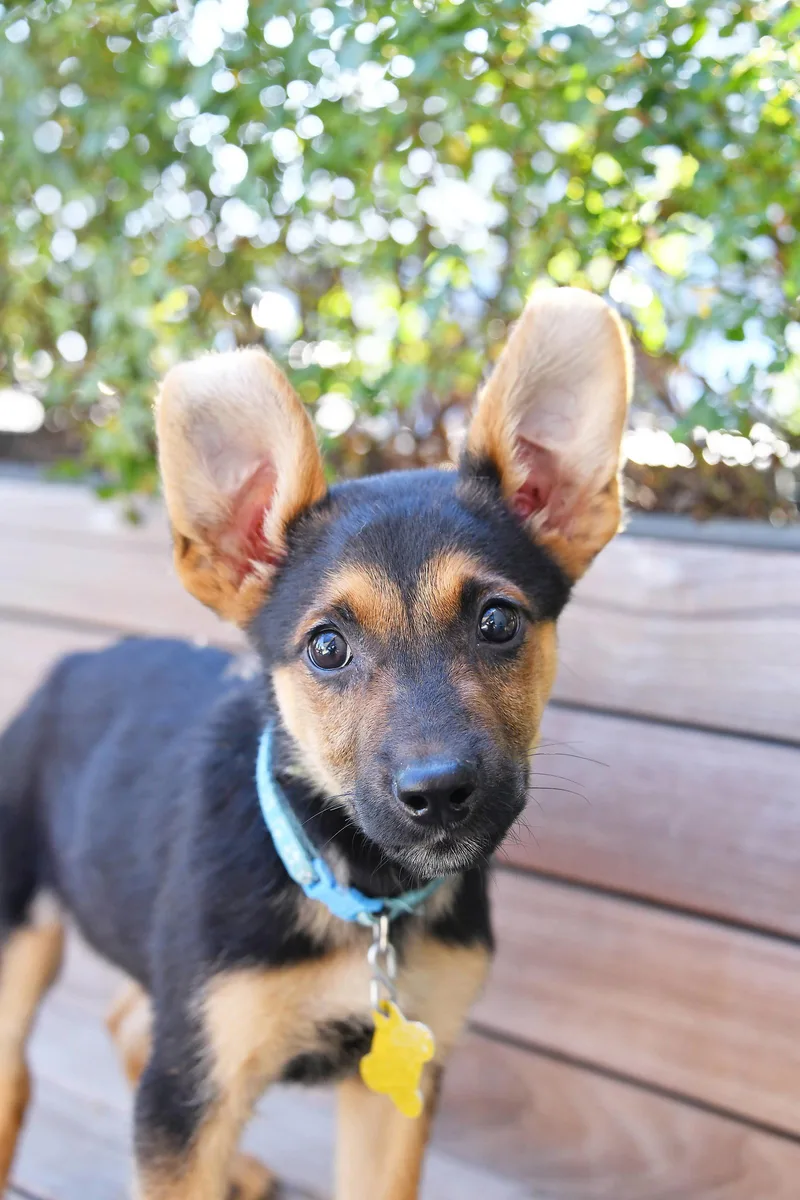 Everest Ears