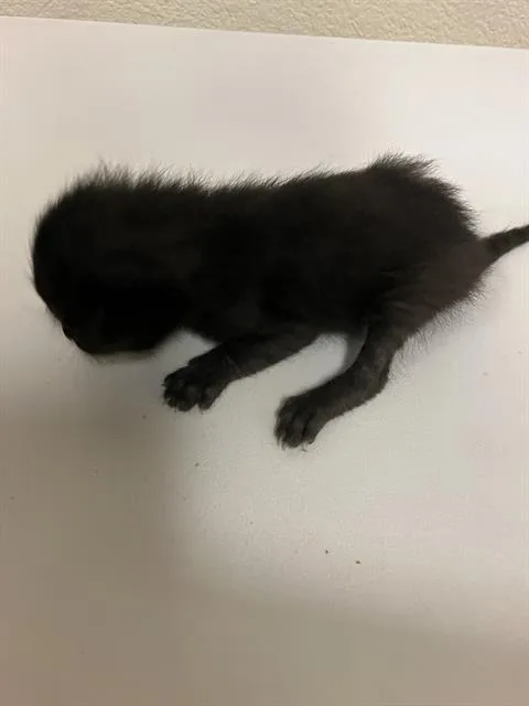 A baby small-sized male Domestic Short Hair cat named Mason for adoption in Long Beach, CA