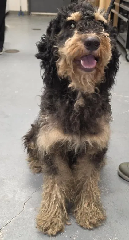 An adult large-sized male Bernese Mountain Dog dog named Pepsi for adoption in Conway, SC