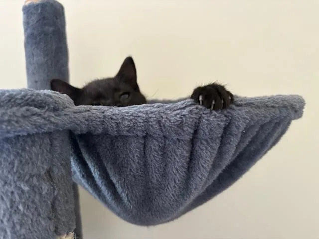 A baby medium-sized male Black Domestic Short Hair cat named Jim for adoption in Lemoyne, PA