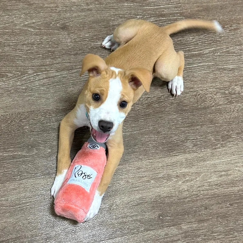 Freddie Mercury thumbnail 2