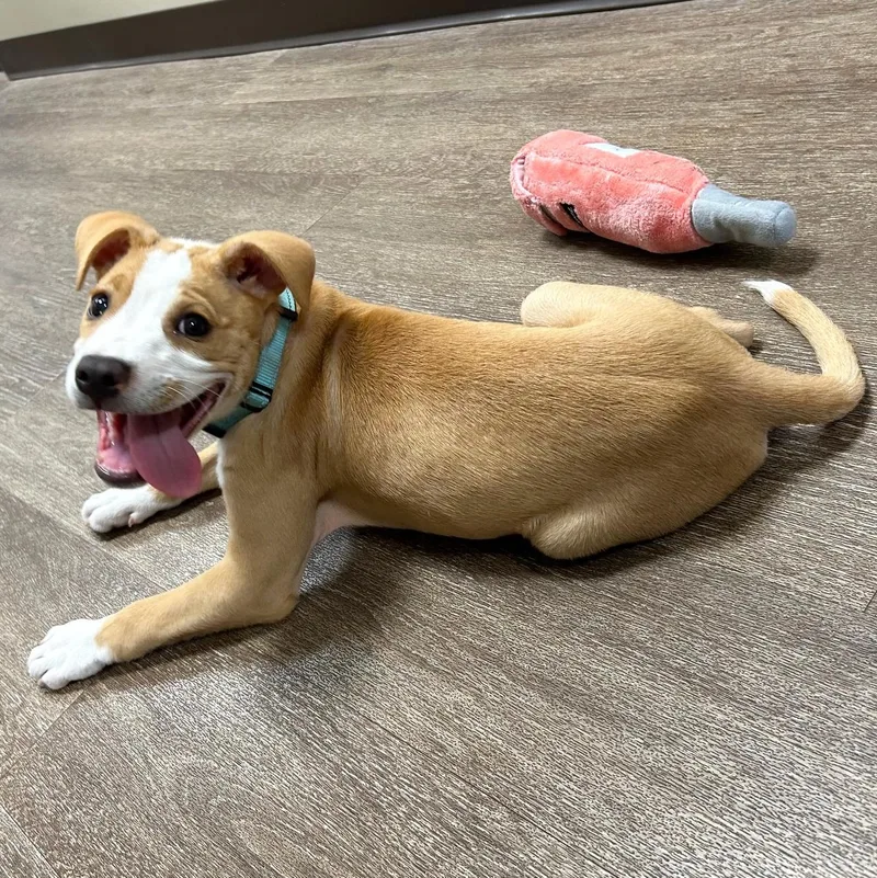 Freddie Mercury thumbnail 6