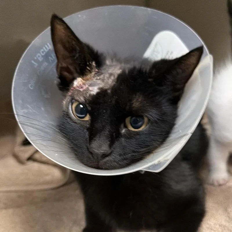 An adult small-sized female Black Domestic Short Hair cat named Jennifer for adoption in Yuma, AZ