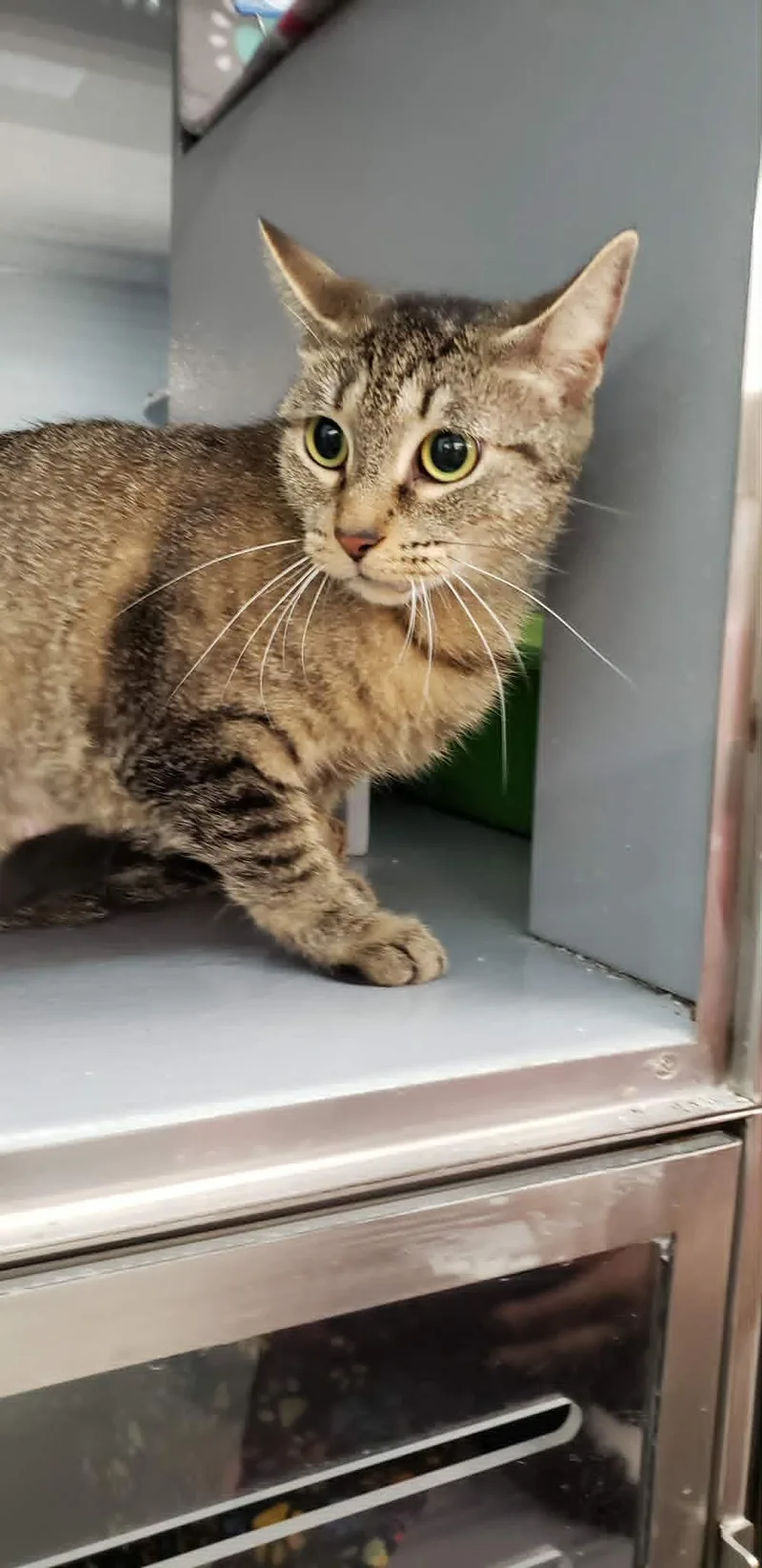 A young medium-sized female Tabby (Brown / Chocolate) Domestic Short Hair cat named May for adoption in Spring Brook, NY