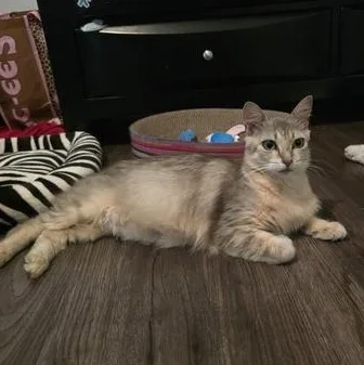 A young medium-sized female Domestic Medium Hair cat named Vesper for adoption in Liverpool, TX