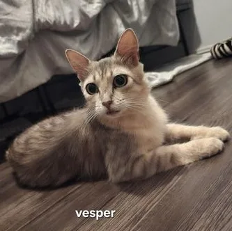 Vesper thumbnail 3